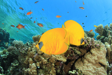Naklejka na ściany i meble Pair of Masked Butterflyfish on coral reef