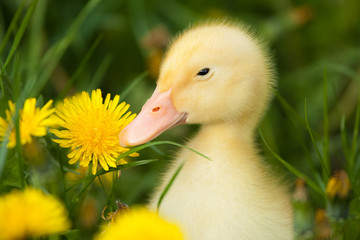 Small duckling