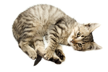 Obraz premium Kittens