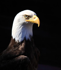 Bald eagle