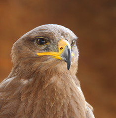 Rapace