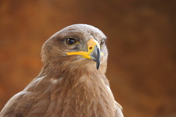 Rapace