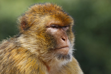 singe songeur