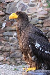 Aigle