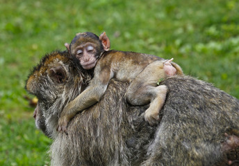 bébé singe et sa maman