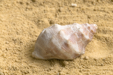 Caracol en fondo de arena