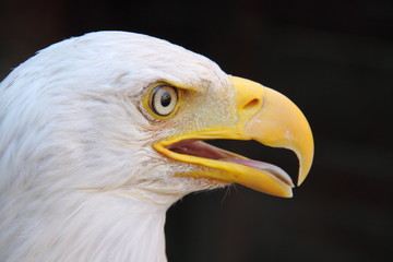 Bald eagle