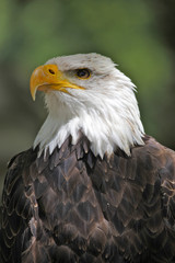 aigle américain 02