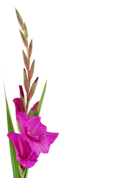 Gladiole