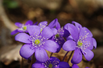 hepatica_flower