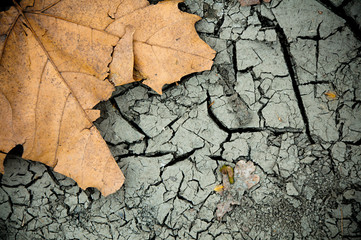 Fototapeta premium Fallen leaf and cracked ground