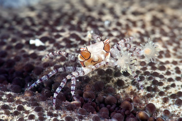 Boxerkrabbe (Lybia tesselata) mit Anemonen auf Seestern