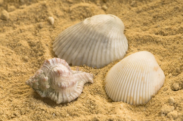 Caracoles y conchas  en fondo de arena