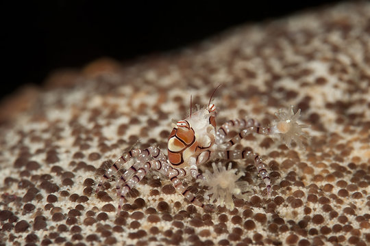 Boxerkrabbe (Lybia tesselata) mit Anemonen auf Seestern