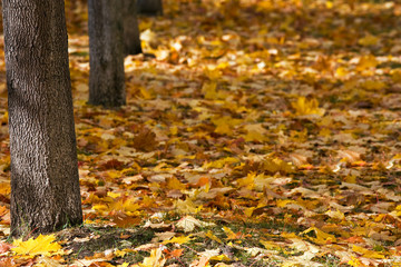 Colourful pile of leaves