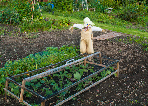Allotment with Scarecrow