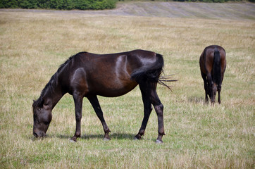 horses