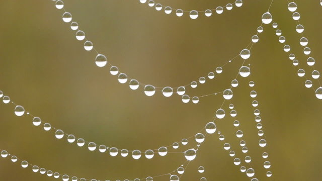 Close-up of  dew water droplets on spider web