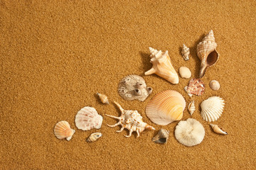 Fototapeta na wymiar Sea Shells on Sand