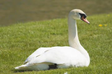 Swan on the green grass