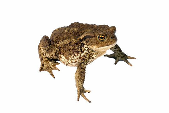 common toad bufo bufo