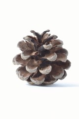 Шишка крымской сосны © Autre