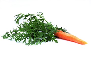 Single fresh carrot