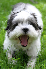 Fototapeta premium maltheser shi tzu