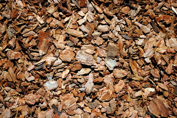 bark pinewood background