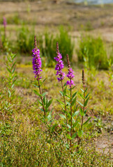 Close-up of flowering Purple Loosestrife in the field