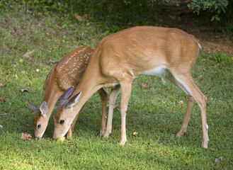 Doe and fawn eating together