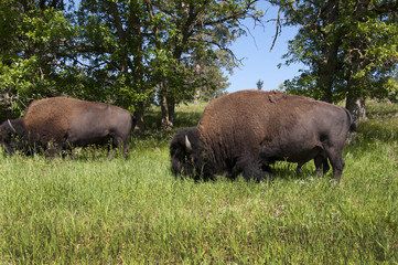 Buffalo or American Bison in Custer State Park Dakota