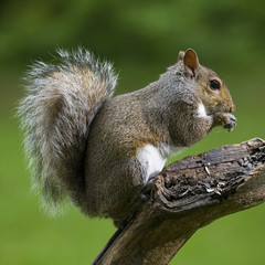 Tree squirrel
