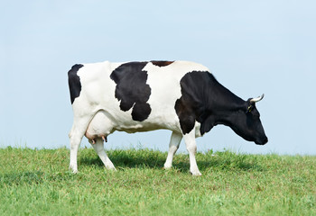 White black milch cow on green grass pasture