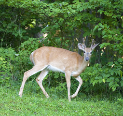 Buck on near a forest