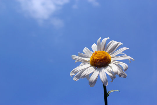 margaritte
