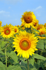 Obraz premium Sunflower Field