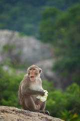 Monkey sitting on the rock mountain