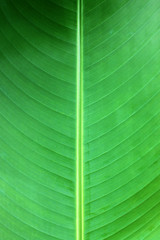 green leaves.
