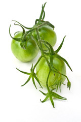 Branch of green tomatoes