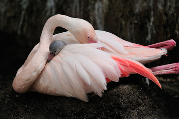 Obraz premium Flamingo mom