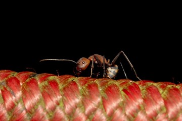giant ant