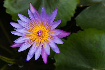 The beauty of the lotus