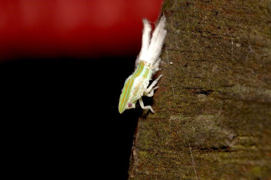 cicada Nymphae