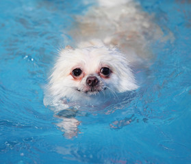 white pomeranian swimming in swimming pool at summer © leungchopan