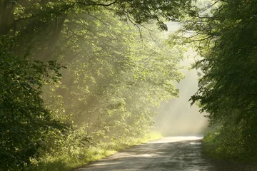 Deurstickers Landelijke weg die door het de lentebladverliezende bos loopt in de schemering © Aniszewski