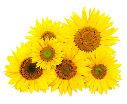 Beautiful yellow Sunflower background