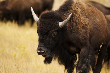 Cow Bison on Prairie Grassland