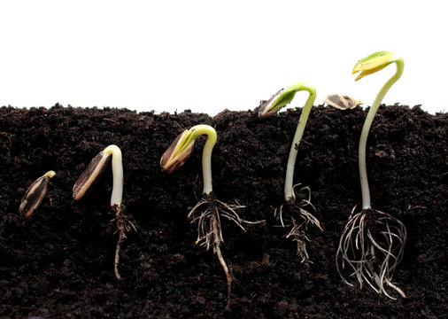 Sequence Of Sunflower Sprouts Germination