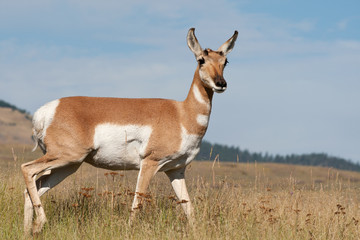 Naklejka na ściany i meble Pronghorn Antelope Doe w Prairie Habitat zachodniej USA